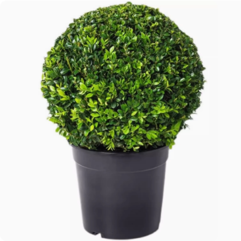 大叶冬青球四季常青地栽耐寒植物花卉球型庭院围墙篱笆树绿化苗木