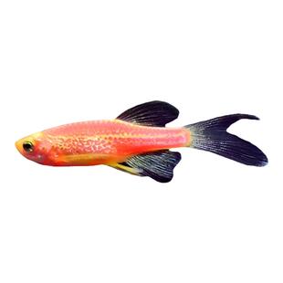 斑马鱼灯科鱼大号活体冷淡水新练手好养红绿灯小型热带观赏金鱼苗