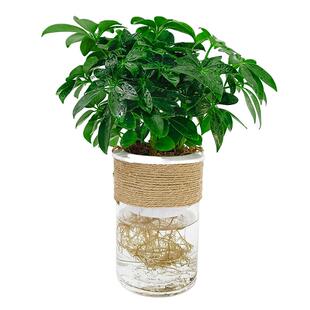 水培鸭脚木盆栽绿植物鹅掌柴七叶莲摇钱树水养小盆景招财树鸭掌木