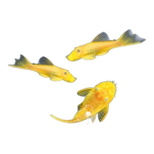 胡子鱼热带淡水黄金大胡子蓝眼清缸鱼清道夫小型工具鱼缸壁除藻鱼