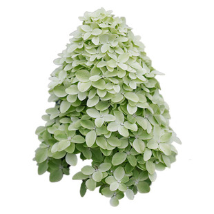 海蒂的花园夏日美人圆锥绣球花苗木本植物庭院露台可地栽花卉盆栽