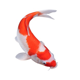 锦鲤鱼活鱼观赏鱼纯种大型红白冷水淡水好养耐活金鱼红鲤鱼小鱼苗