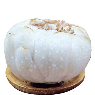 甘肃特产兰州单颗装鲜百合2斤无添加剂新鲜百合食用甜非百合干