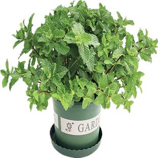 薄荷盆栽新鲜可食用香叶薄荷苗室内花园驱蚊植物猫薄荷苗绿植花卉