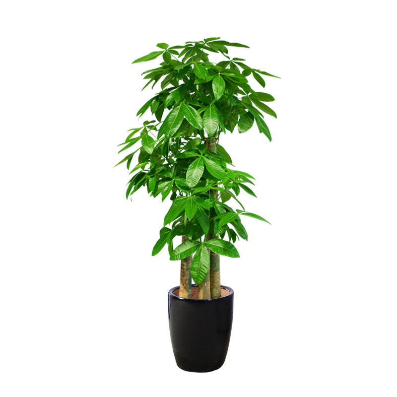 发财树盆栽室内大开业乔迁招财树