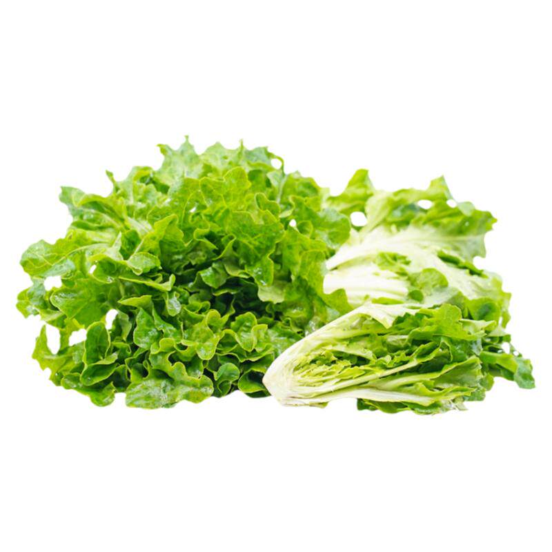 小橡树叶生菜种子矮小紧凑早熟鲜嫩甜脆传家宝四季阳台盆栽蔬菜