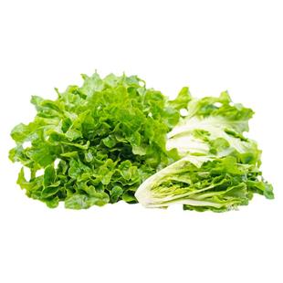 小橡树叶生菜种子矮小紧凑早熟鲜嫩甜脆传家宝四季阳台盆栽蔬菜