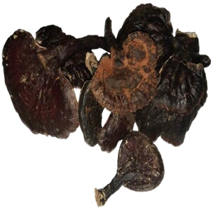 德化深山自采正宗野生灵芝整枝林带孢子粉紫 如假包退