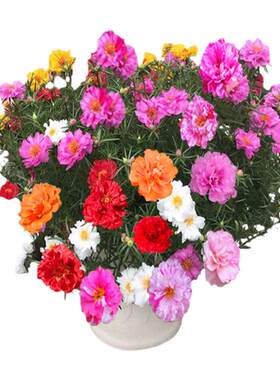 蔬菜仙子松叶牡丹绿植太阳花