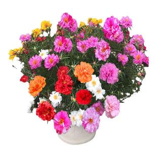 百花仙子太阳花种子 松叶牡丹阳台种菜花卉小盆栽蔬菜绿植花草植