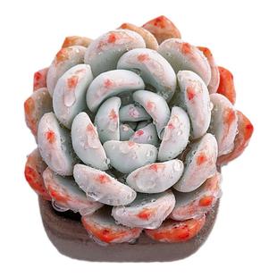 【一物一拍】橙梦露厚叶圆润胖嘟嘟多肉植物窗台盆栽绿植满28包邮