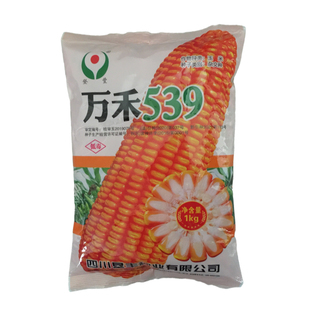 万禾539玉米种子适宜低热河谷、中低海拔区域深齿大棒抗旱1kg