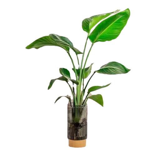 水培天堂鸟室内常青鹤望兰绿植耐寒植物客厅桌面好养花卉轻奢