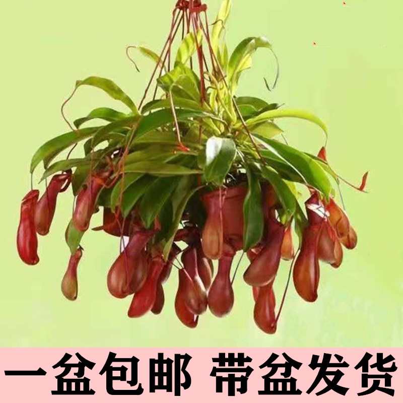 猪笼草捕蝇食虫驱蚊吃虫草绿植物盆栽花卉垂吊兰大苗室内阳台客厅