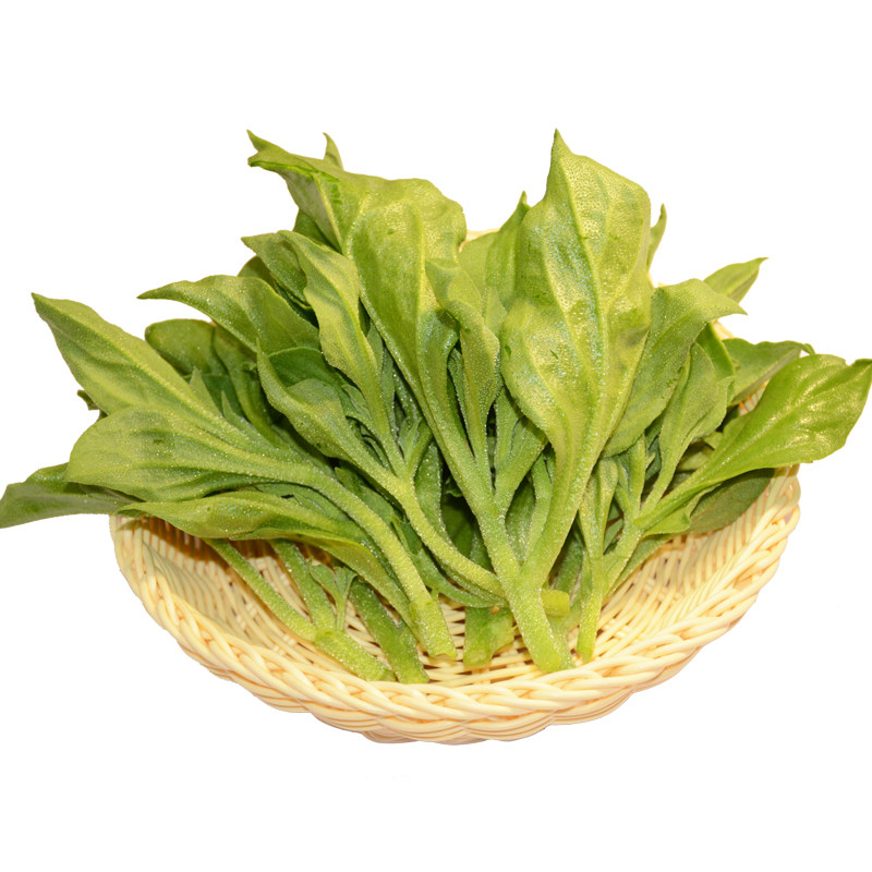 苦菊生菜新鲜蔬菜沙拉食材包邮苦苣狗牙菜西餐健身轻食苦细叶生菜