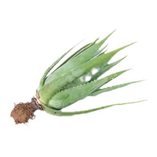 芦荟食用芦荟盆栽新鲜芦荟叶可食用芦荟多肉可以吃芦荟植物美容院