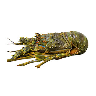 鲜活冷冻青龙虾 波士顿大龙虾帝王蟹澳洲生冻海鲜包邮1份2斤