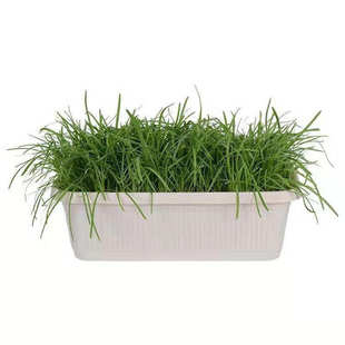 紫根韭菜种子新鲜紫根韭菜种籽农家土韭菜庭院种植易发芽味道浓郁