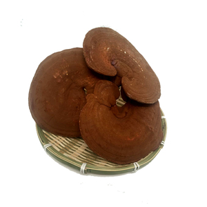 长白山大灵芝林芝半林下椴木赤芝 整枝赤灵芝带孢子粉  包邮