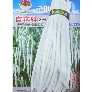 白露豇豆种子短胖厚肉白豇豆角籽种高产甜豆角春秋季菜园蔬菜种孑