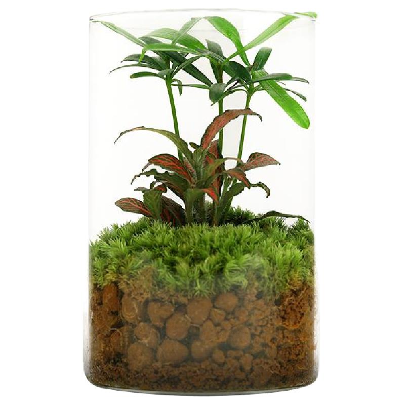 罗汉松苔藓微型景观创意趣味办公室茶桌玻璃好养绿植禅意四季常绿