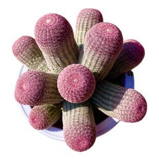 网红仙人球红太阳勤开花仙人掌植物好看红刺仙人球粉色耐旱阳台