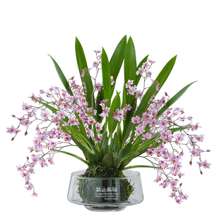 梦香兰苔藓球盆景摆件客厅桌面盆栽绿植净化空气四季好养花卉植物