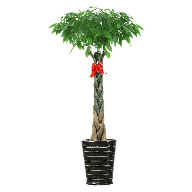 绿植上海无锡苏州配送辫子发财树
