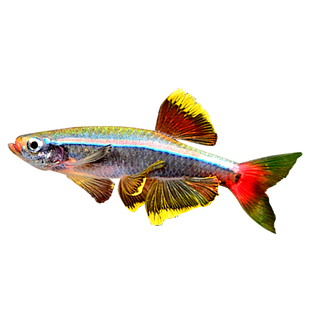 大帆瑰丽金丝鱼冷水鱼红尾灯科鱼小型鱼火焰金丝新手群游观赏鱼