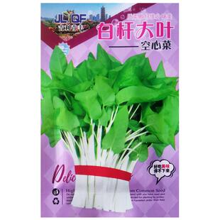白杆大叶空心菜种子白梗通心菜蓊菜蕹菜种籽四季青菜农家菜园蔬菜