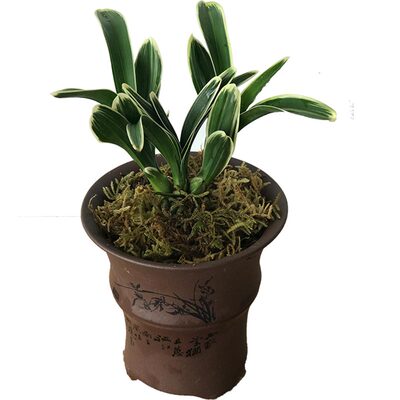 蝴蝶凤绿植浓香型盆栽兰花苗