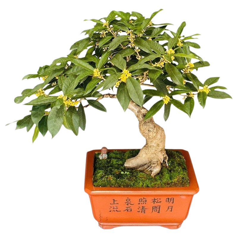 精品桂花老桩盆景四季桂一物一拍