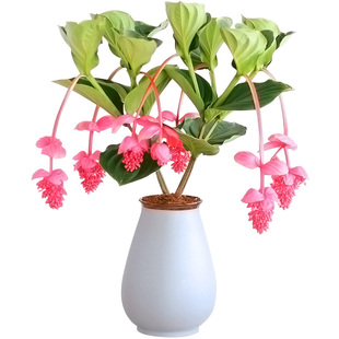 荷兰进口 宝莲灯花苗 美丁花 盆栽带花苞发货超大一颗珍珠宝莲灯