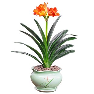 君子兰盆栽四季老苗花卉植物室内庭院水培绿植好养圆头和尚大小苗