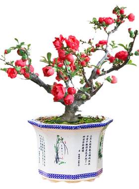 海棠花盆栽树苗四季好养老桩盆景
