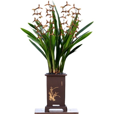 喜花里墨兰报岁兰浓香好养室内