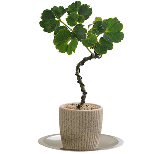 福禄桐盆栽客厅办公室内桌面茶几好养活花卉绿植四季常青盆景植物