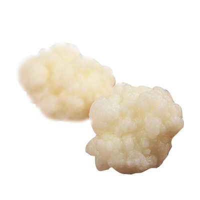 西藏雪莲菌种藏灵菇菌天山雪莲菌开菲尔酸奶菌发酵菌kefir食用菌