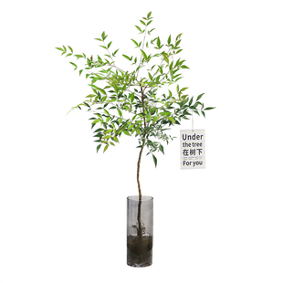 水培南天竺水养植物室内桌面盆栽绿植比吊钟马醉木好养带根南天竹