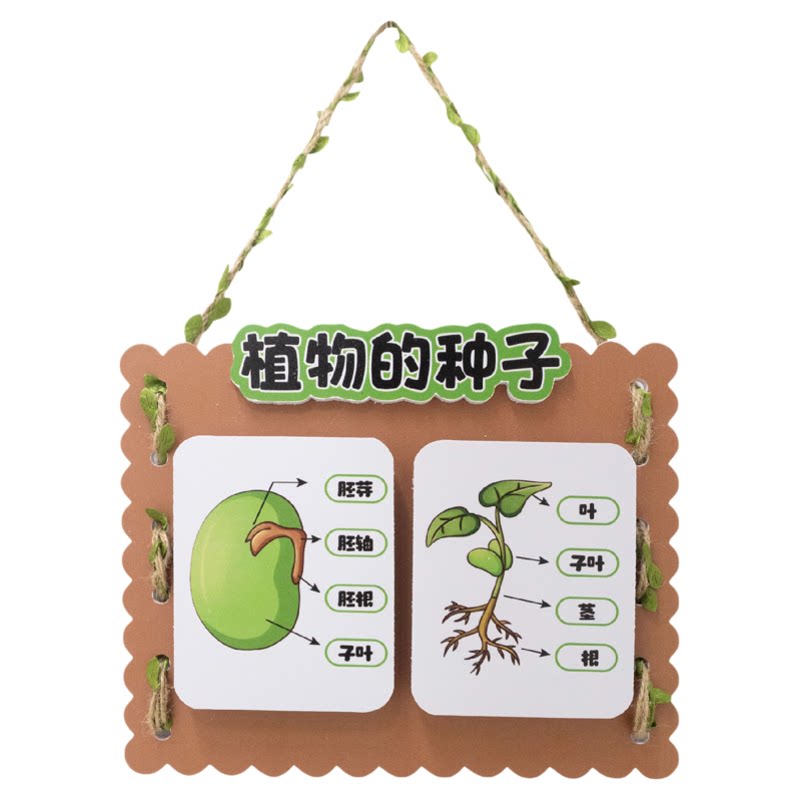 种子的秘密中大班科学区植物角