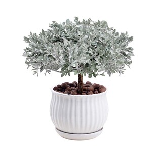 芙蓉菊盆栽老桩雪艾银叶菊花苗阳台庭院耐寒耐热花卉四季好养绿植