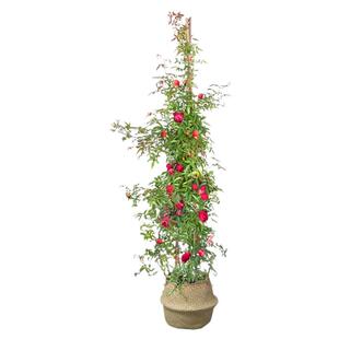 甜蜜红木香黄木香花苗庭院四季爬藤植物藤蔓花卉爬墙大苗攀爬开花