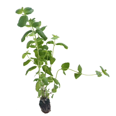 柠檬香可食用阳台种植薄荷盆栽