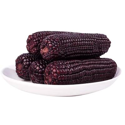 真空包装东北黑糯玉米