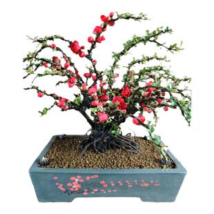 海棠花盆栽原生长寿冠绿宝石盆景重瓣阳台庭院室内花卉四季海棠花