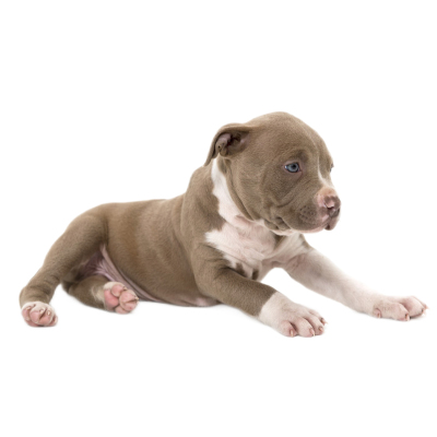 双血统纯种比特犬幼犬宠物狗幼崽