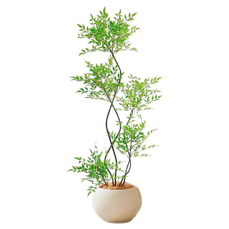 南天竹盆栽客厅真树绿植办