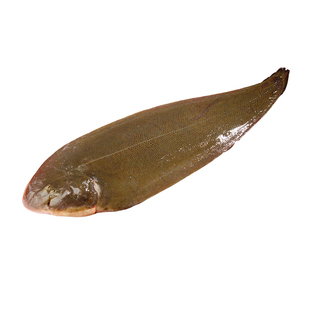 超大龙利鱼鲜活海鲜水产速冻海鱼片一条约一斤舌头鱼非柳巴沙鱼