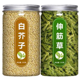 小伸筋草白芥子中药材野生舒筋草生筋草炒草介子茶粉的功效与作用