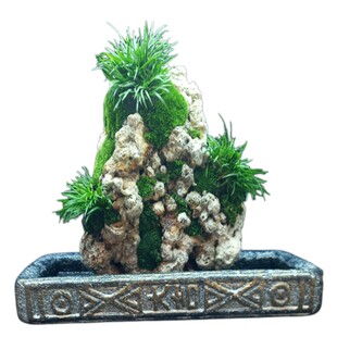 吴定石上水石菖蒲景观 水培微型老桩假山绿植物附石盆景花卉盆栽